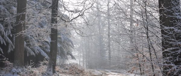 Forêt ardennaise en hiver © FTLB/ P. Willems