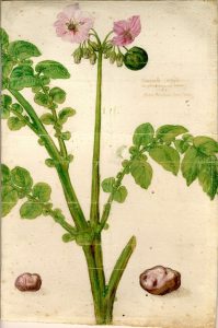 Aquarelle de Clusius 1588
